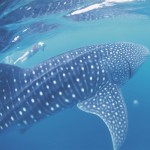 Whaleshark