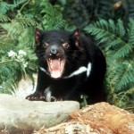 Tasmanian devil