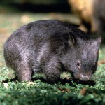 Wombat