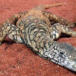 Australian Desert Animals - The Perentie