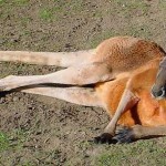 Australian Desert Animals - The Red Kangaroo