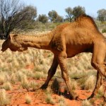 Australian Desert Animals - The Camel