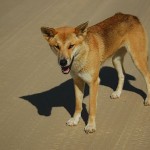 Australian Desert Animals - The Desert Dingo