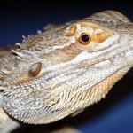 Australian Desert Animals - The Bearded Dragon