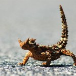 Australian Desert Animals-The Thorny Devil