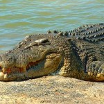 alligator